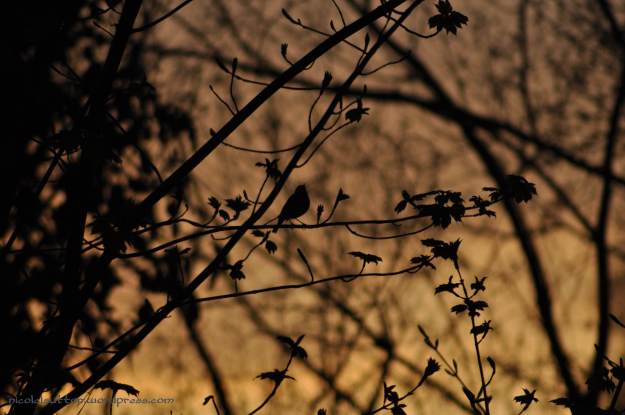 Day 47 - Evening birdsong