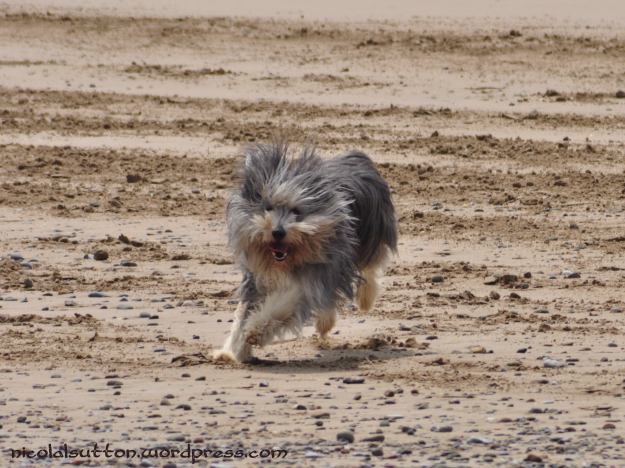 day 89 bearded collie