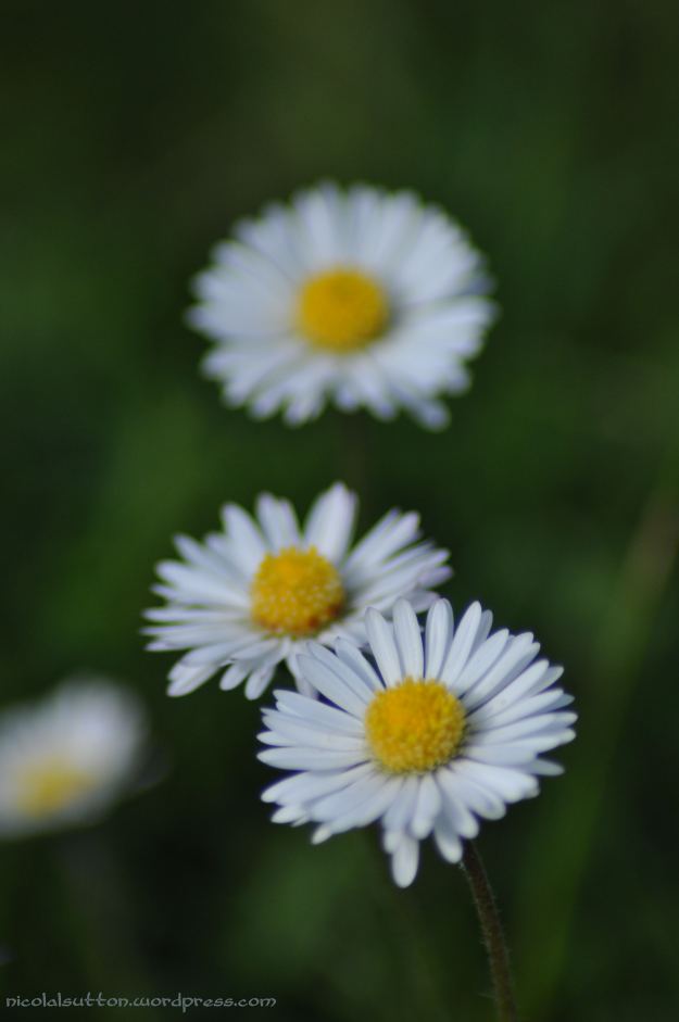 Day 86 - daisies