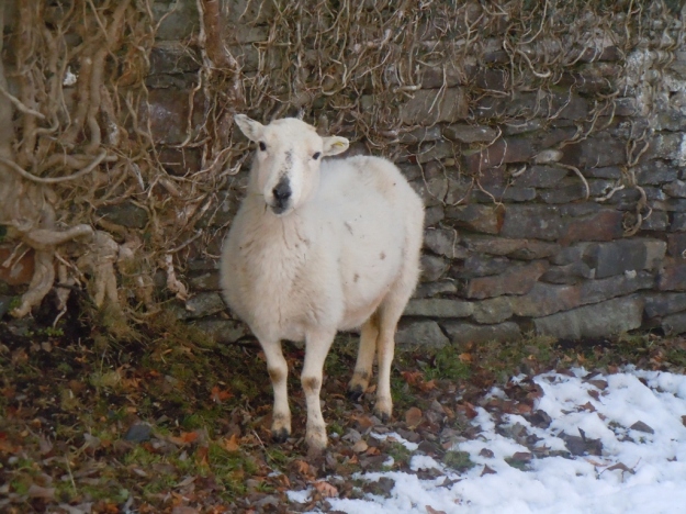curious sheep
